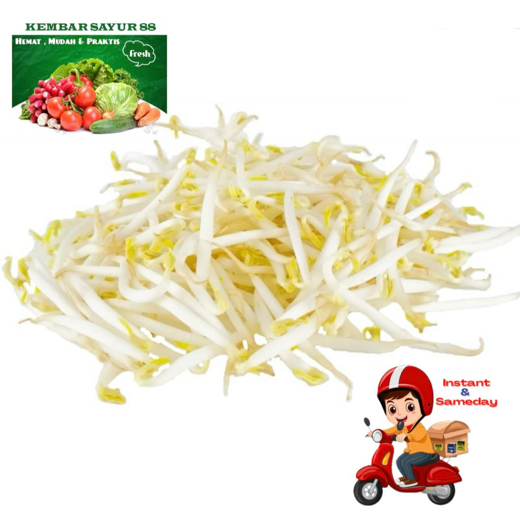 

Toge Segar - Kembarsayur88