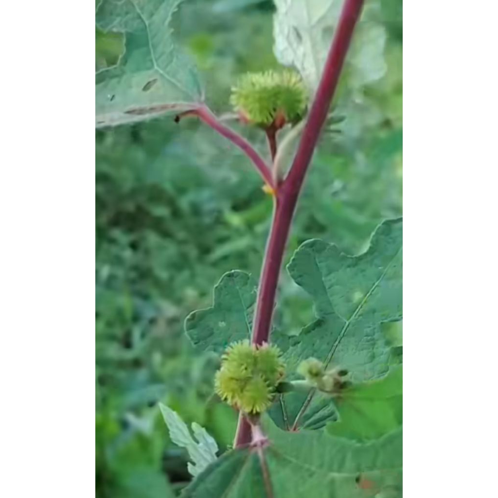 

Tumbuhan pulutan/borokan