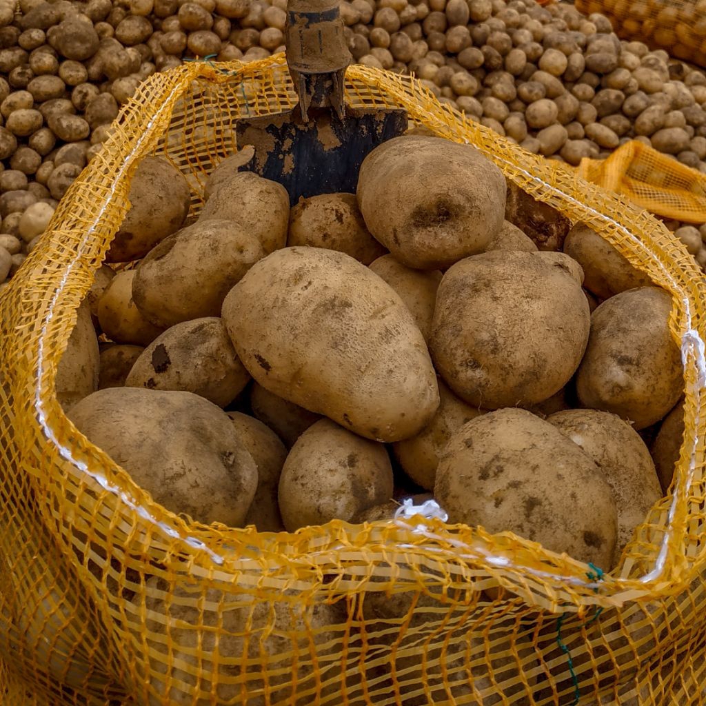 

Kentang PL DN ukuran telor ayam