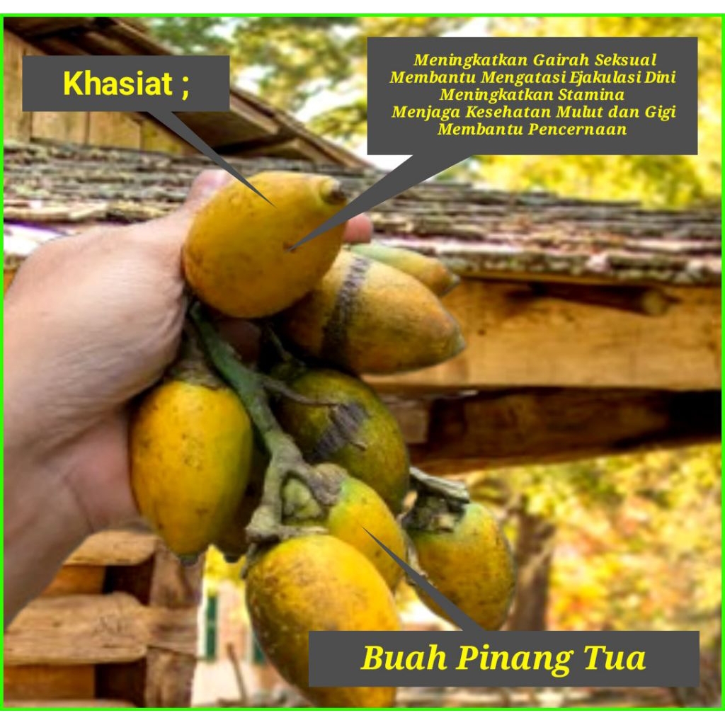 

Buah Pinang Tua Segar 1 kg pilihan Herbal Penuh Khasiat