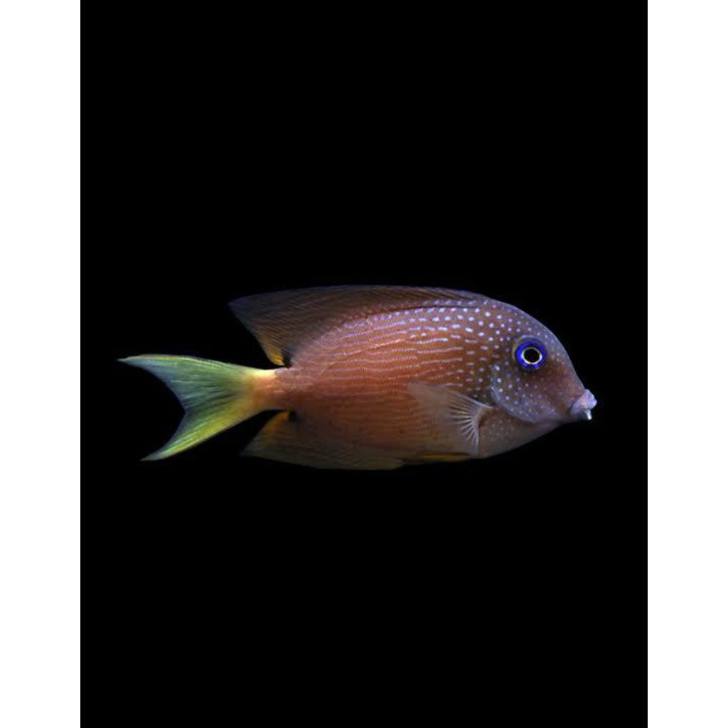 ikan hias laut botana mata biru / blue eye kole tang