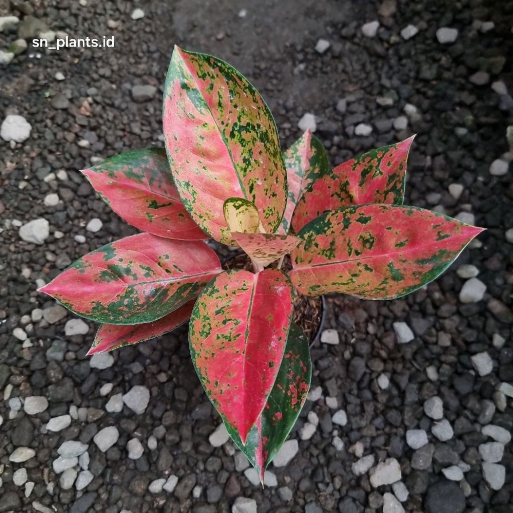 tanaman hias aglonema kochin Red Diamond. ( tanian lokal )