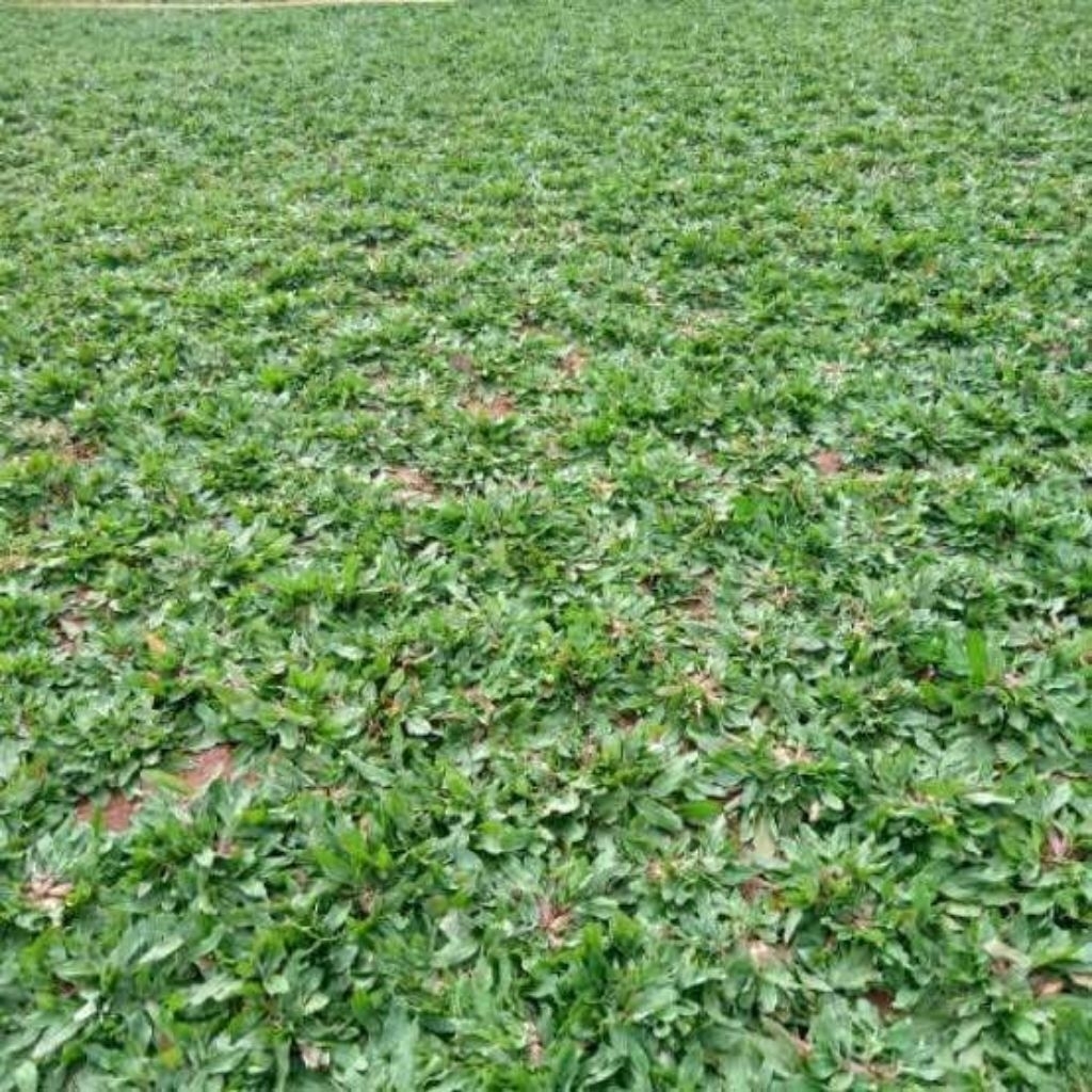 Rumput gajah mini untuk taman
