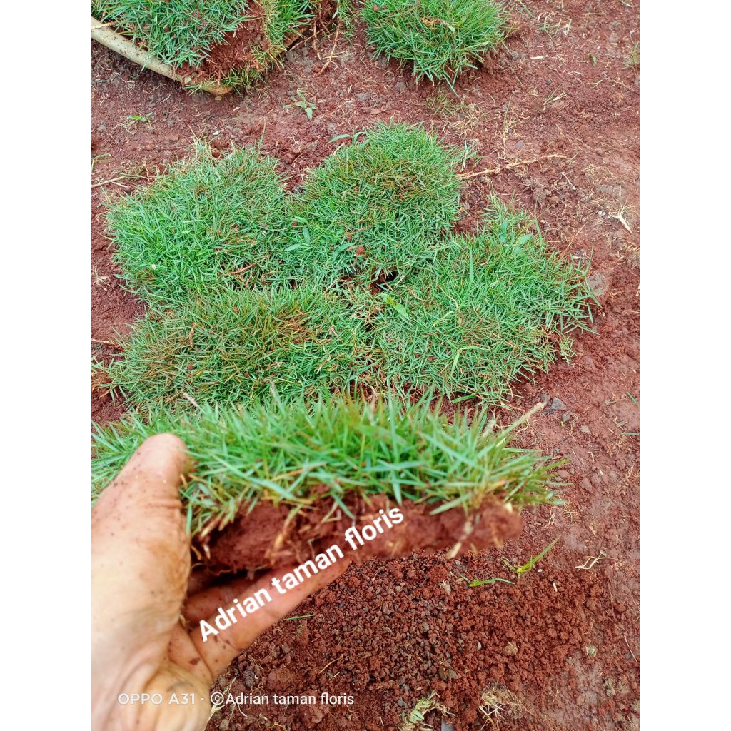 rumput jepang/rumput Peking paket buat satu makam/satu kuburan