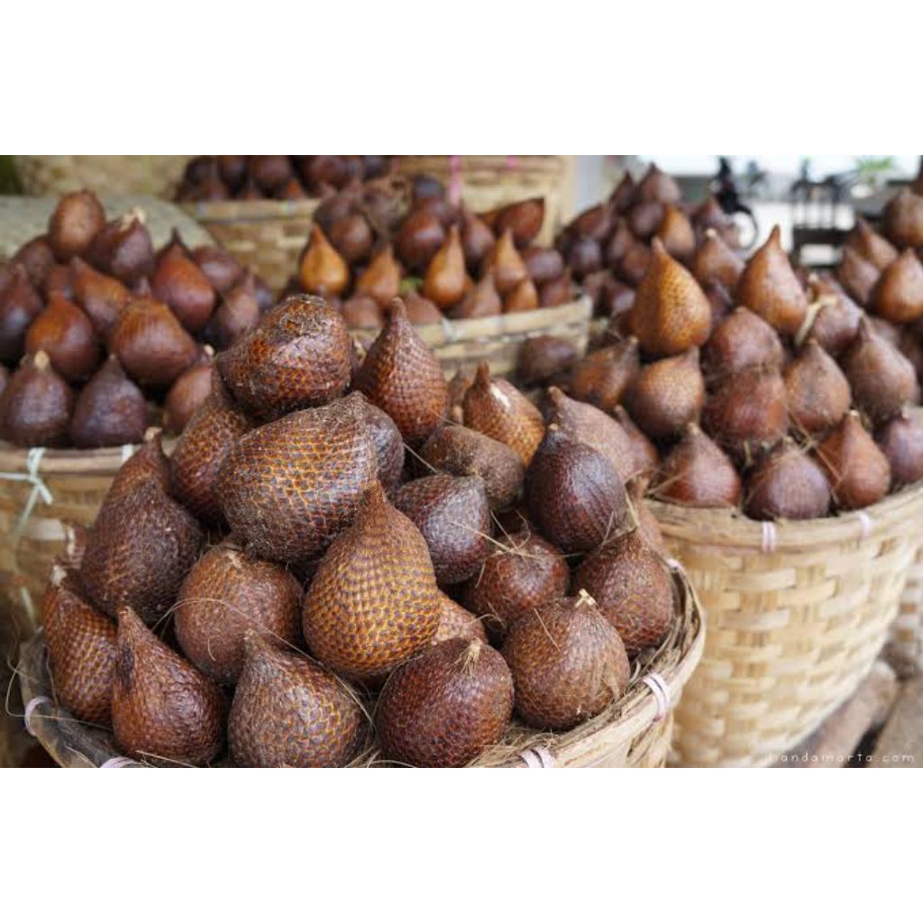 

Buah Salak Sidempuan 1kg (Buah Siregar)