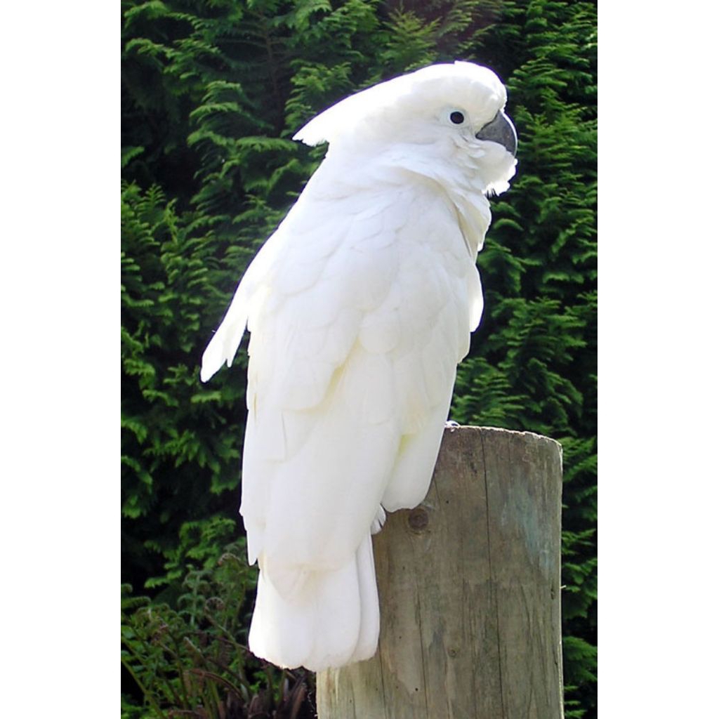 

telur fertil burung kakak tua putih