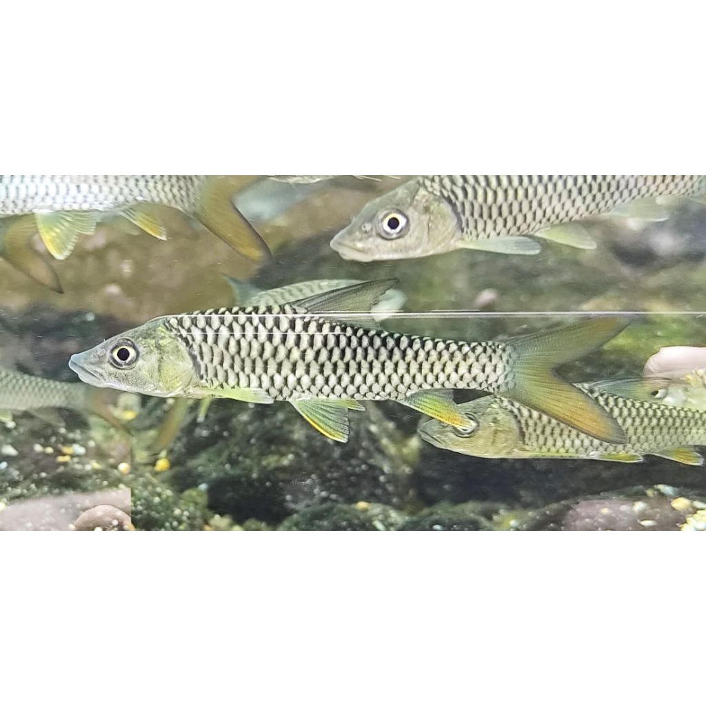 Tor putitora nepal (REAL KUNING/GOLD)