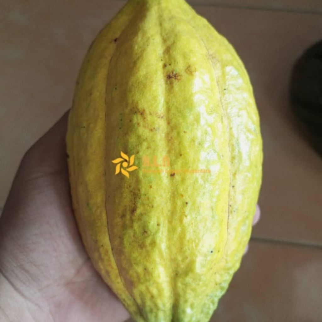 

Buah coklat matang | buah kakao matang | buah kakao segar | buah coklat