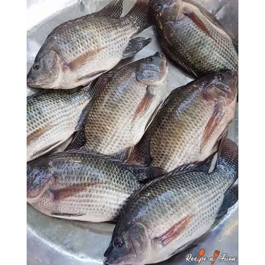 

GURAMI IKAN GURAMI 250 GR