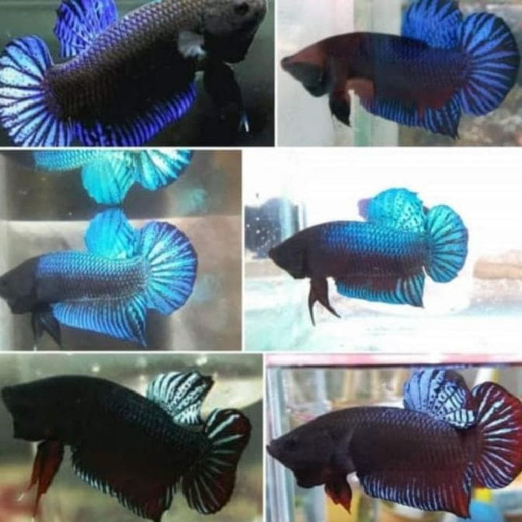 paket isi 10 ekor ikan cupang bagan×mds siap tarung