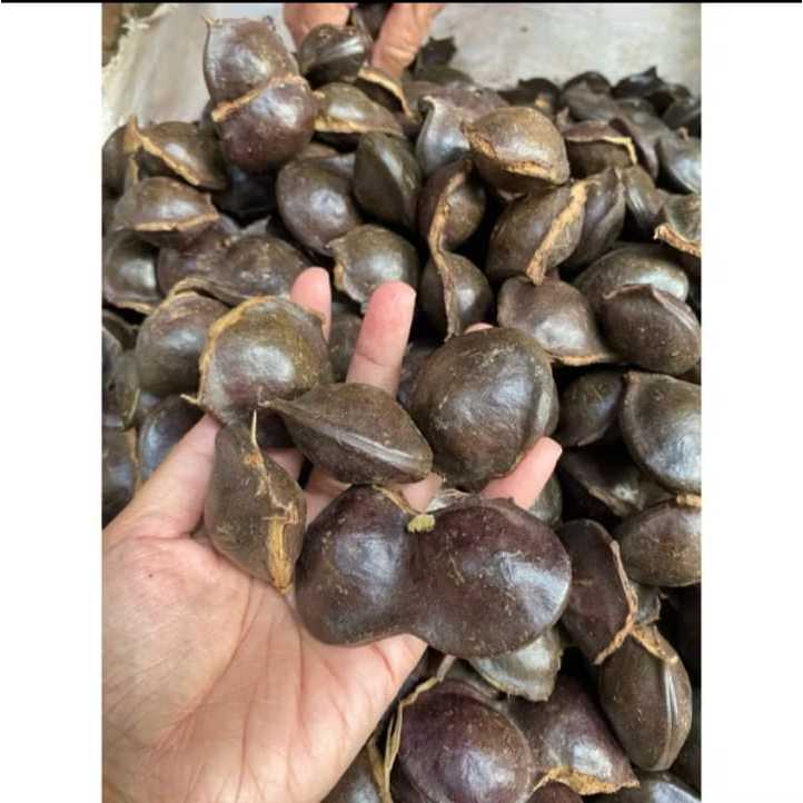 

Jengkol Muda Mentah Masih Kulit/Cangkang 1kg