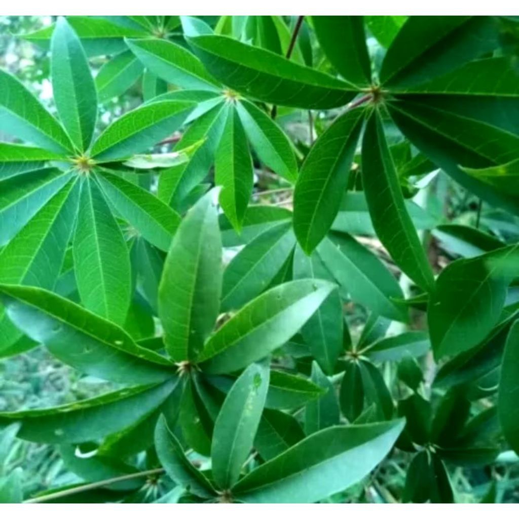 

DAUN KAPUK/RANDU KERING HERBAL ALAMI 200gr