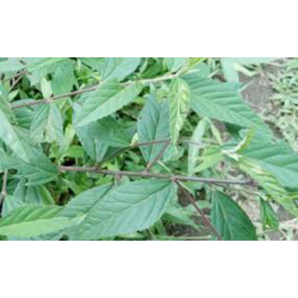 

sidoguri segar/100g/samsul.herbal1