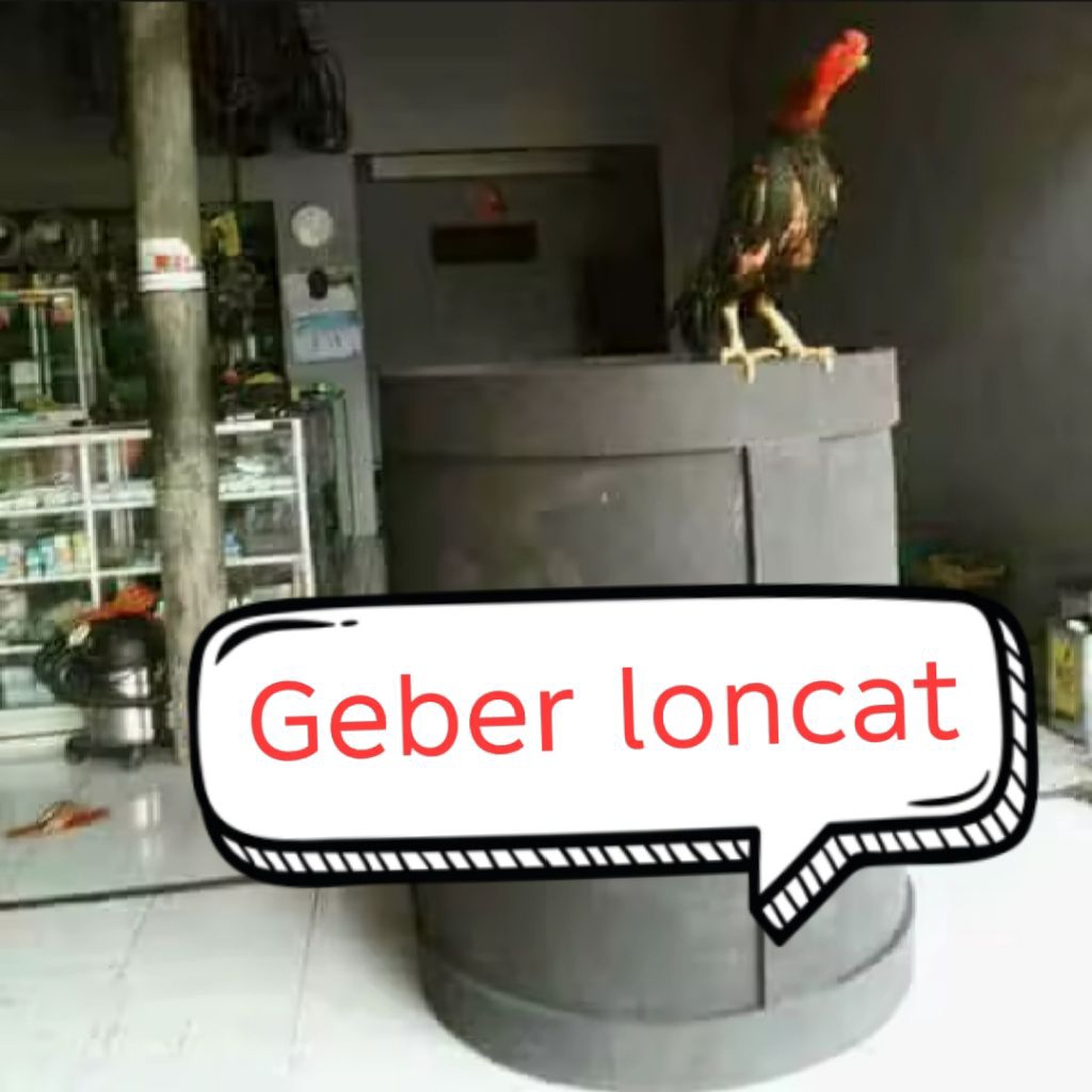 GEBER LONCAT LATIHAN FISIK AYAM Diameter 80cm Tinggi 70cm
