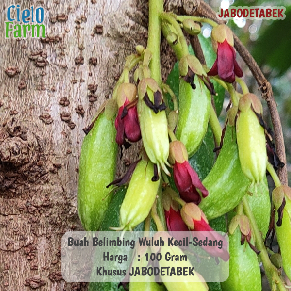 

Belimbing Wuluh Fresh Petik Dadakan 100 Gram Petik Dadakan Buah Blimbi Sayur Cielo Farm