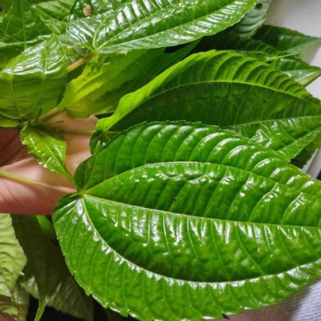 

dau lalapan pohpohan coel sambal(500gram)