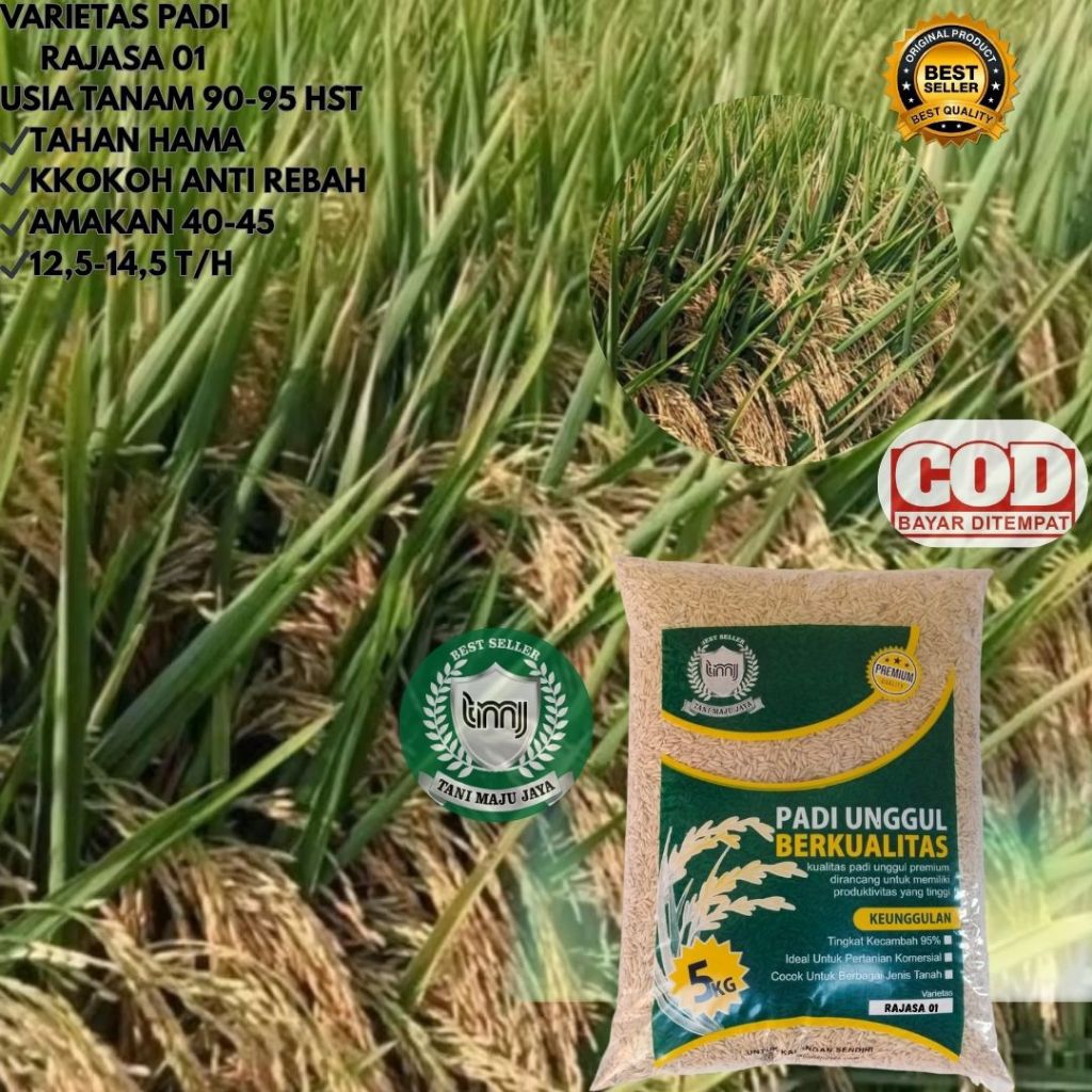 BIBIT PADI BENIH PADI UNGGUL VARIETAS RAJASA 01 KEMASAN 5 KG