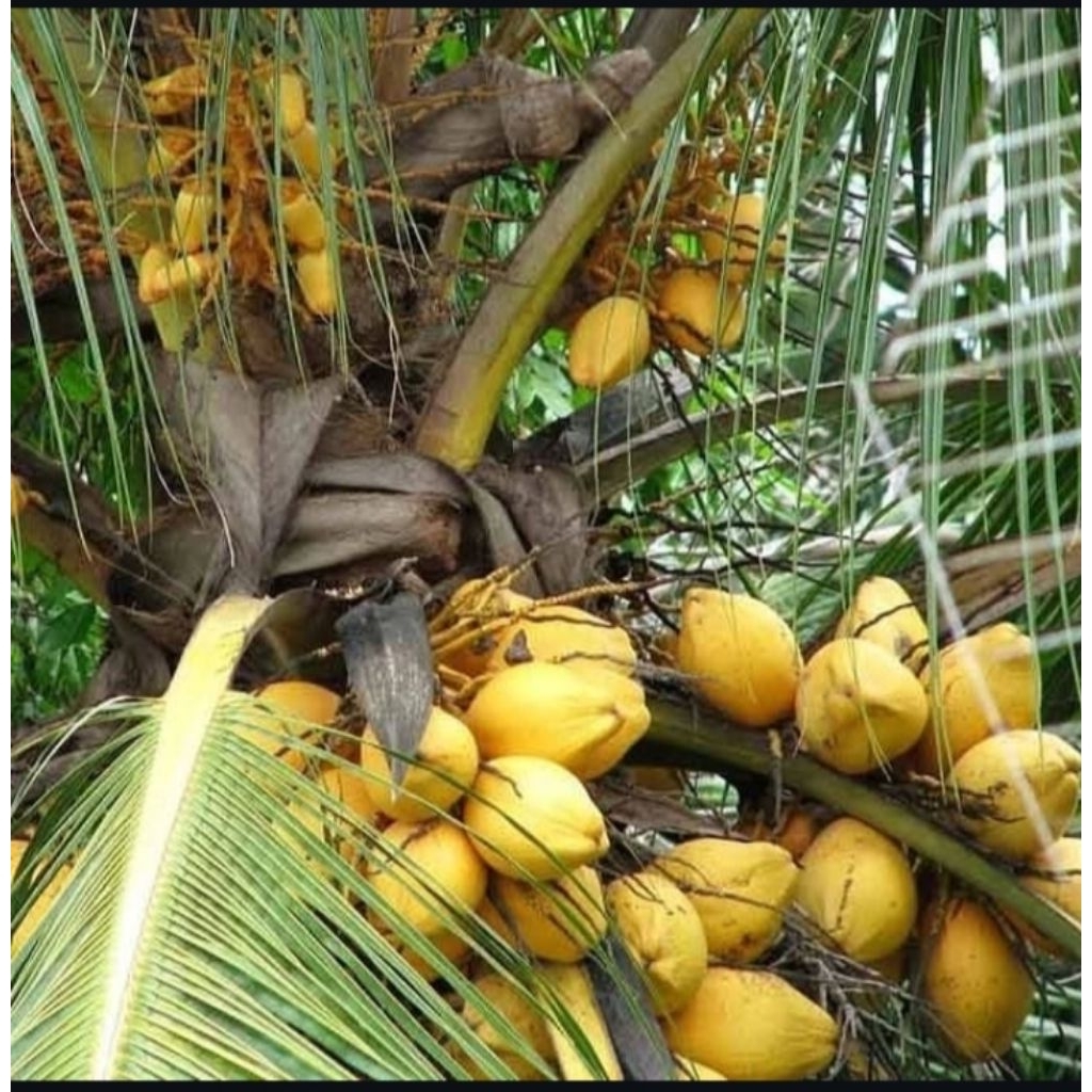 

Buah kelapa gading muda segar / 1 butir (READY STOCK)