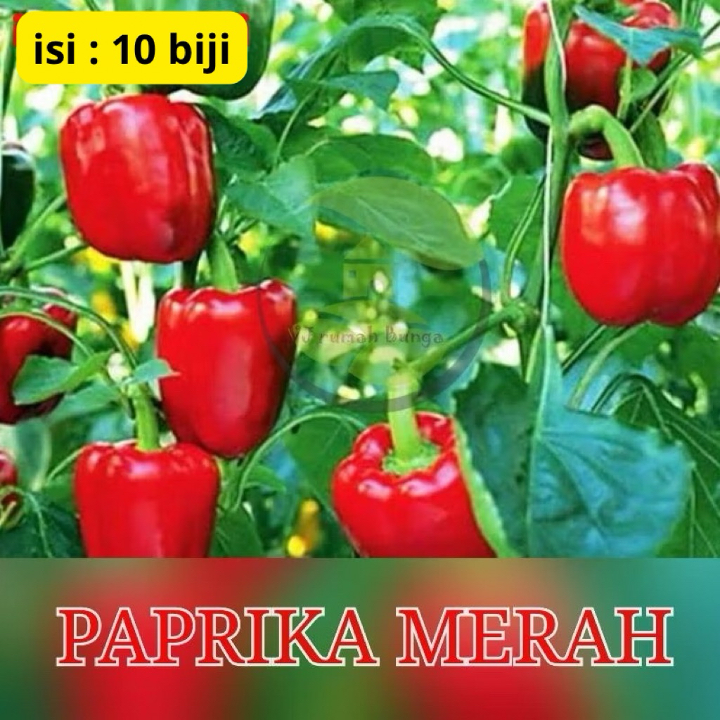 10 Butir - Benih Paprika Merah Benih Cabai Paprika Merah Bibit Cabe Paprika Merah
