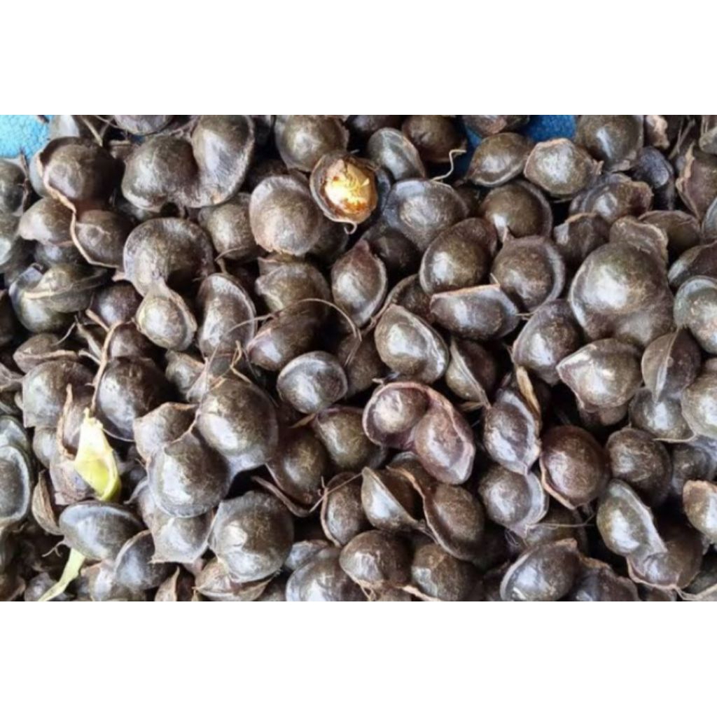 

Jengkol glotok per kg