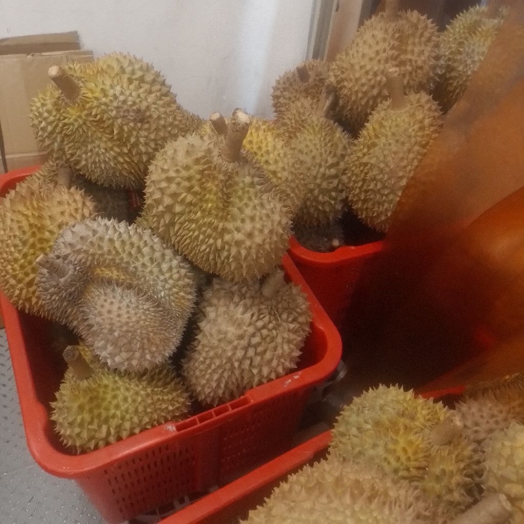 

Durian montong palu utuh premium