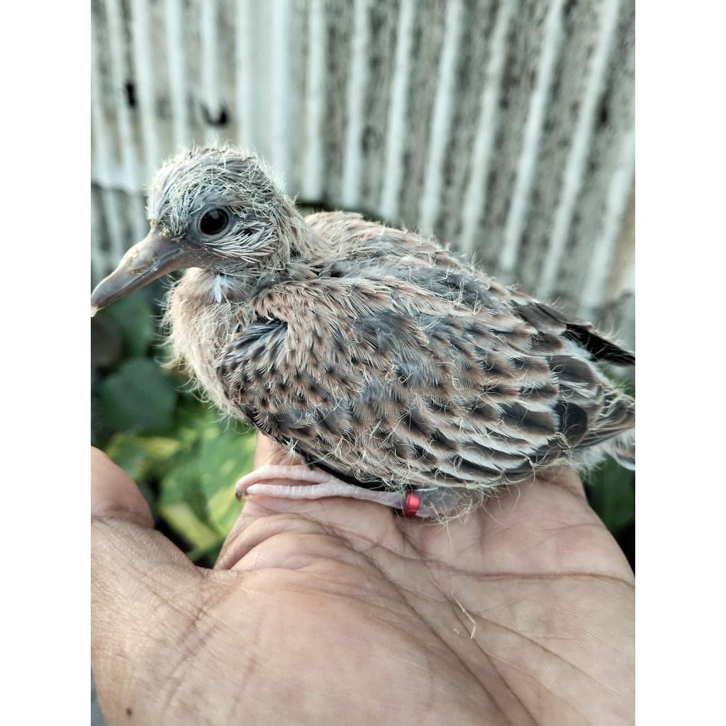 lolohan tekukur Leopard indukan multi kuk