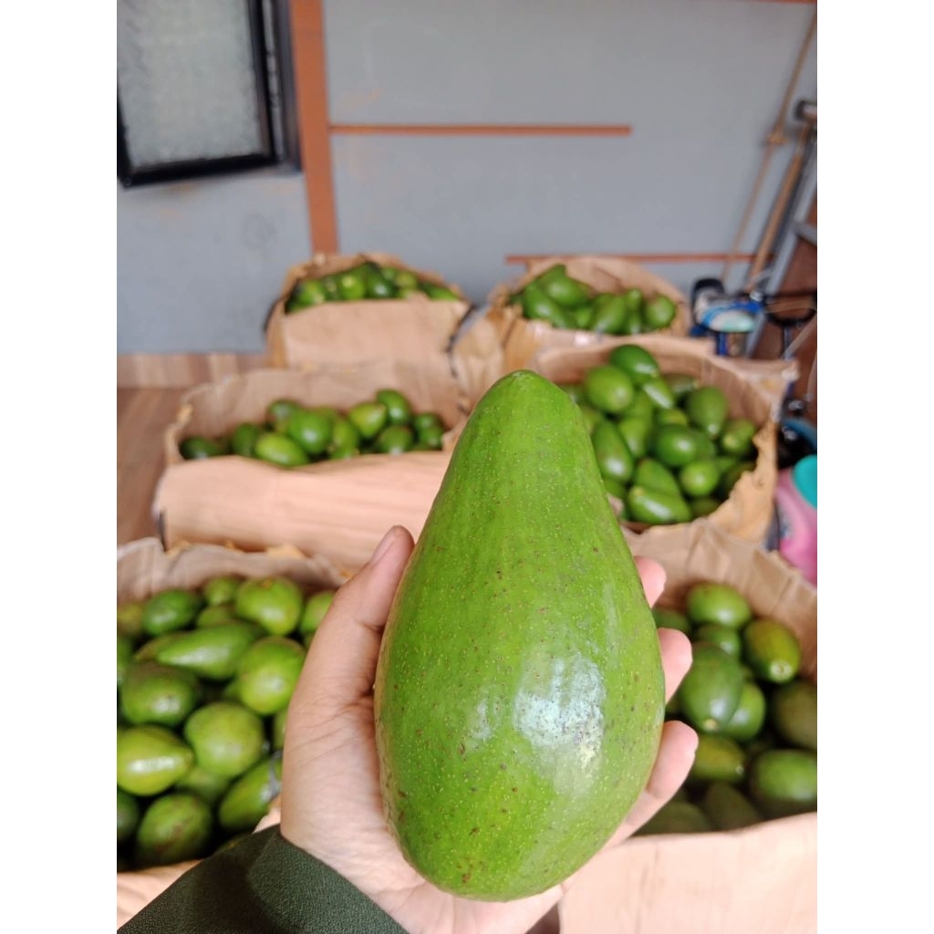 

Alpukat mentega Grade A , B dan C