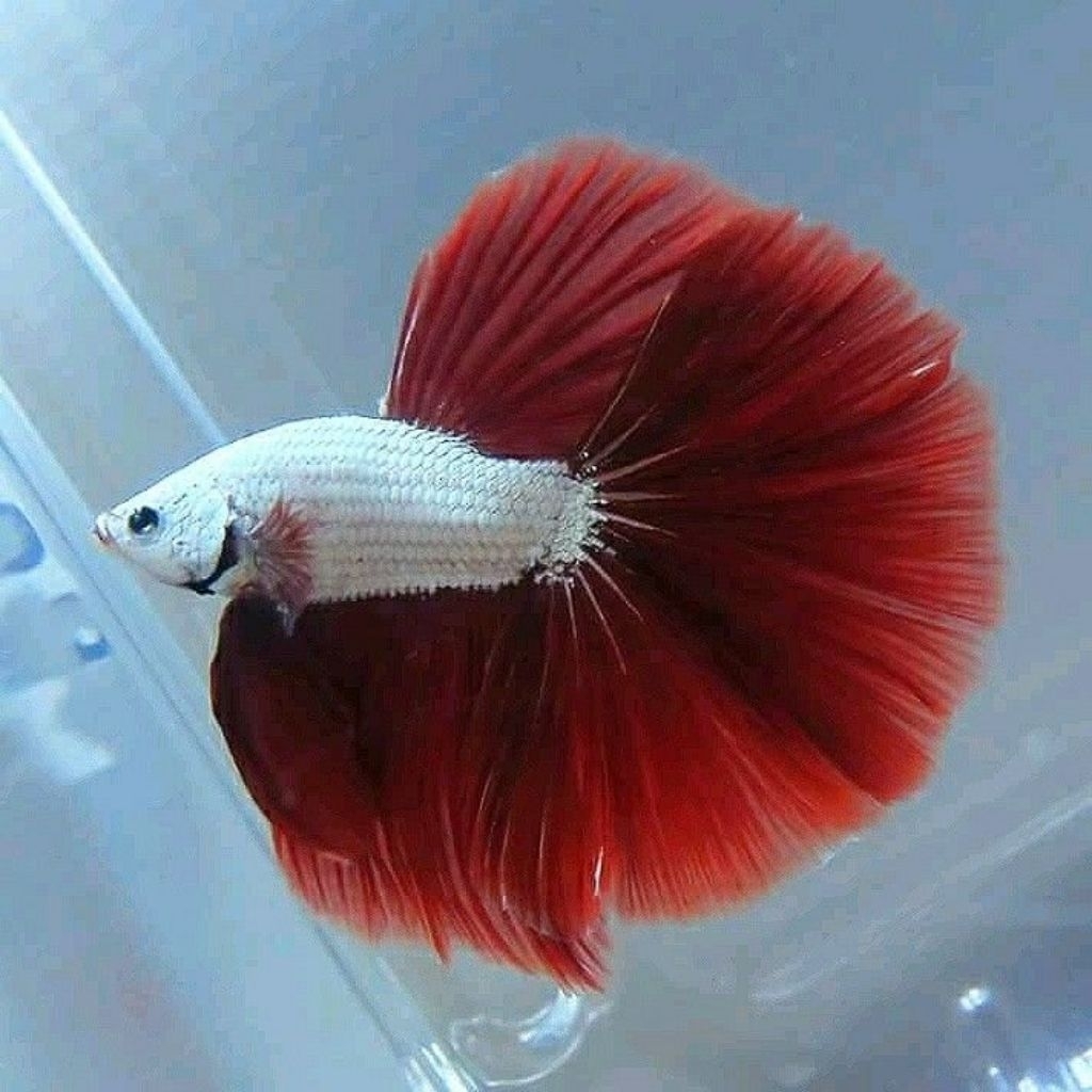 (PROMO) Cupang Halfmoon Male RDS ( Red Dragon Snow )
