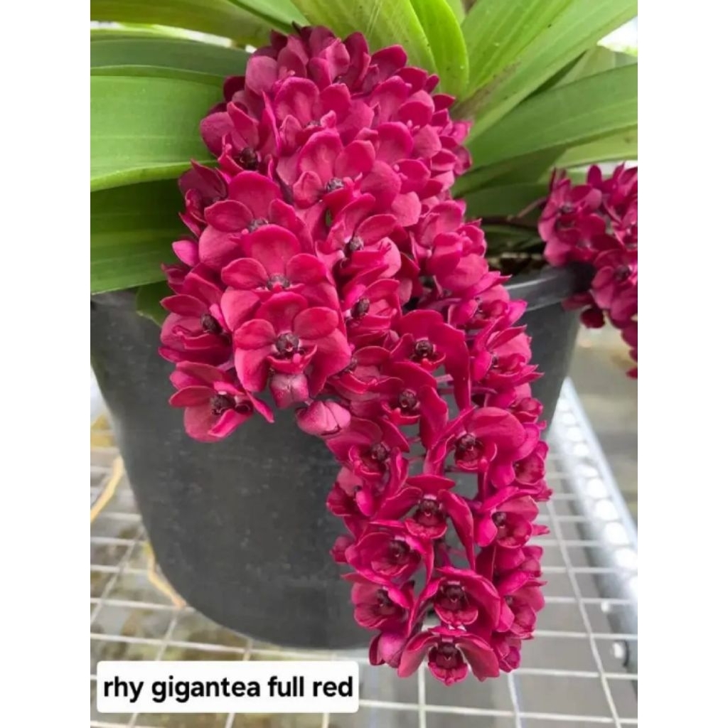 ANGGREK GIGANTEA SEEDLING