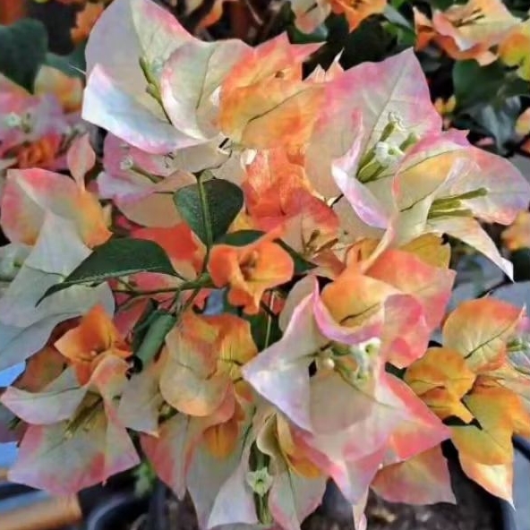 Bougenville Citra Gold Ori