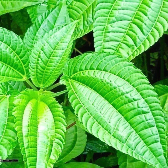 

Daun Pohpohan 1 ikat