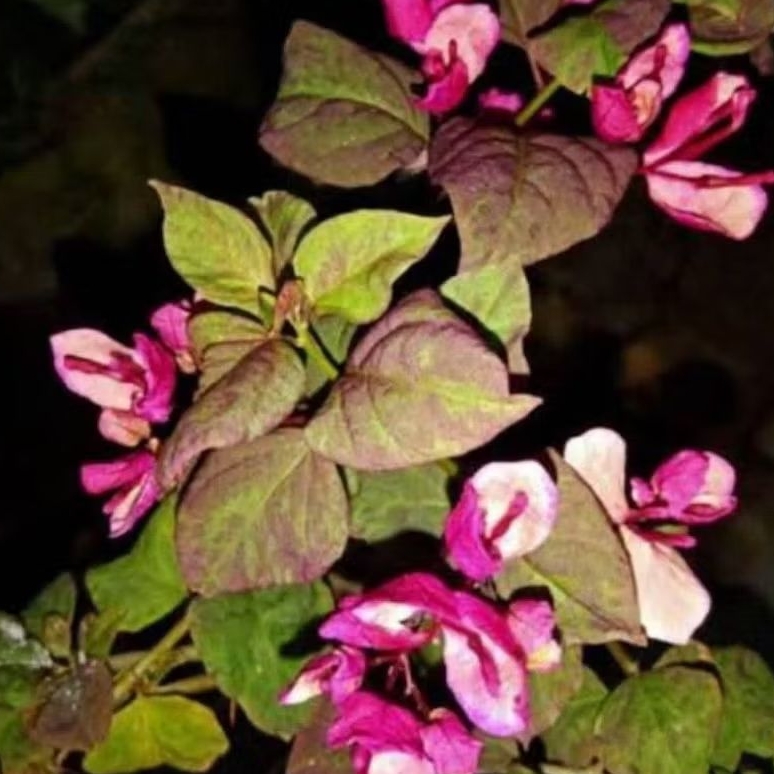 Bougenville Black Maria Ori