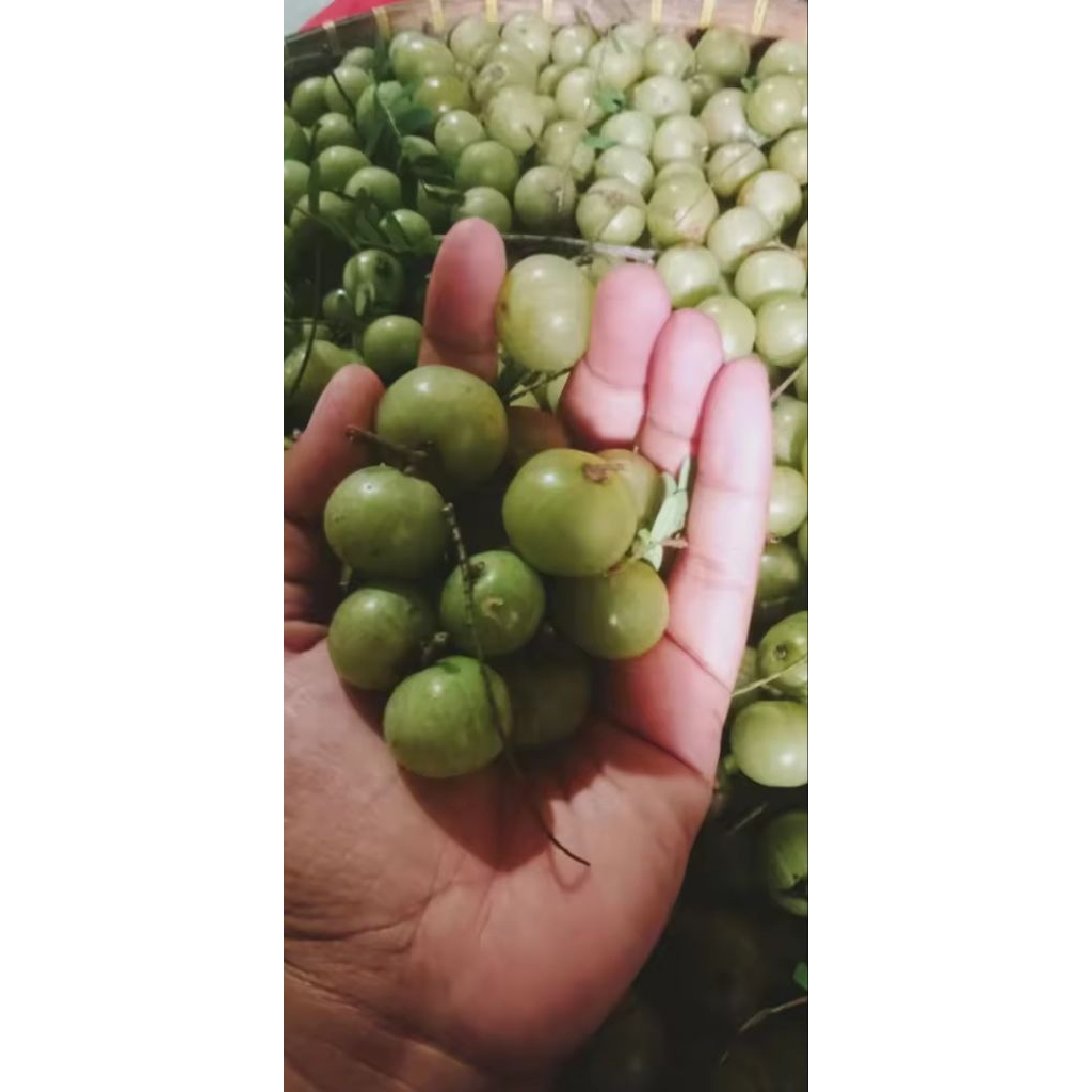 

BUAH MALAKA 500 GRAM