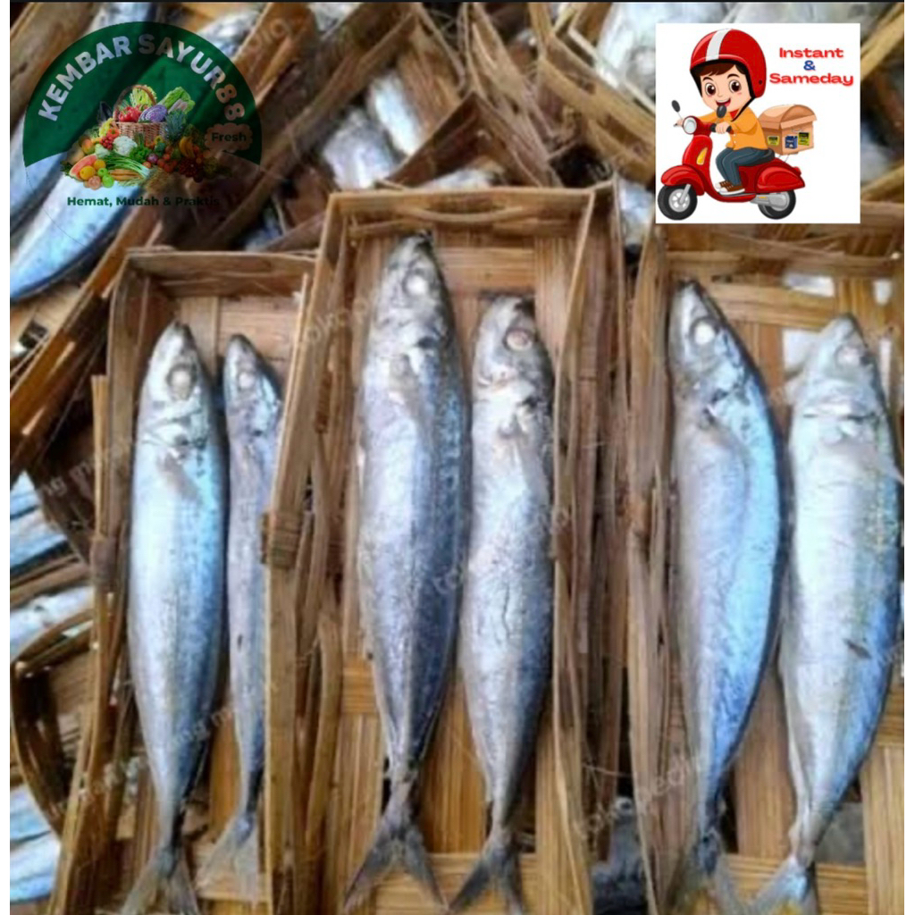 

Ikan Cue fresh - kembarsayur88