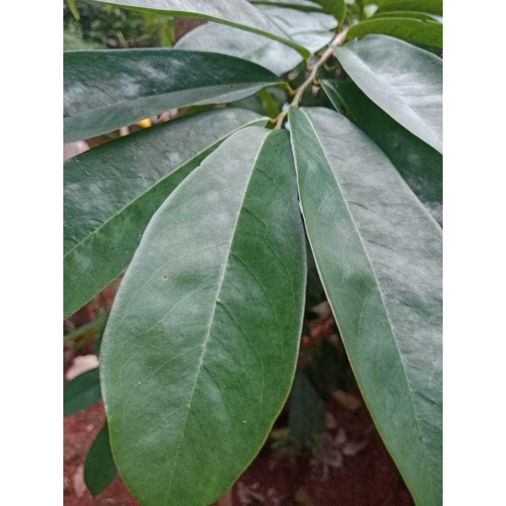 

Daun sirsak fresh/100 lembar daun