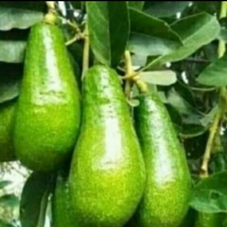 entres alpukat red vietnam - pucuk tunas alpukat red vietnam