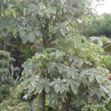 entres randu varigata - batang segar randu varigata