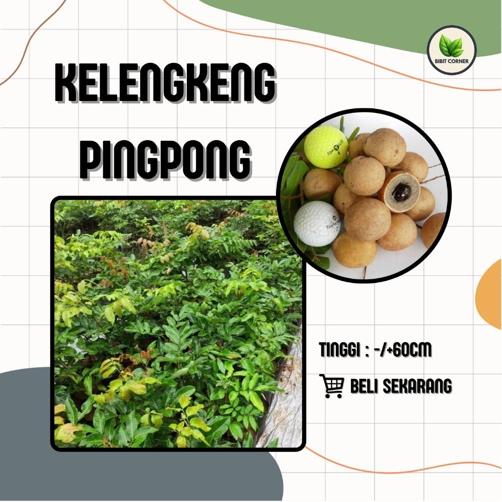 Bibit Kelengkeng Pingpong Cangkok