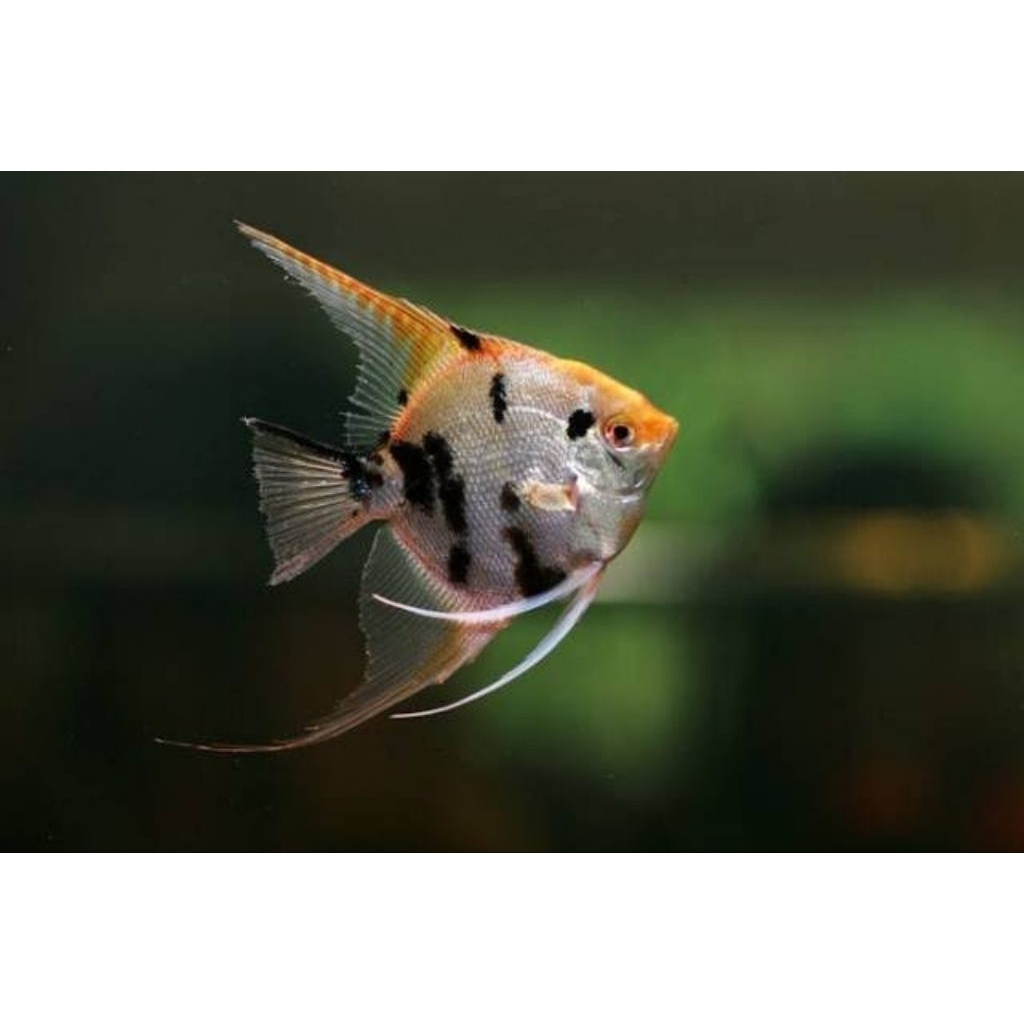 

MANFISH TRICOLOUR KECIL, LUCU, MURAH GARANSI SE INDONESIA