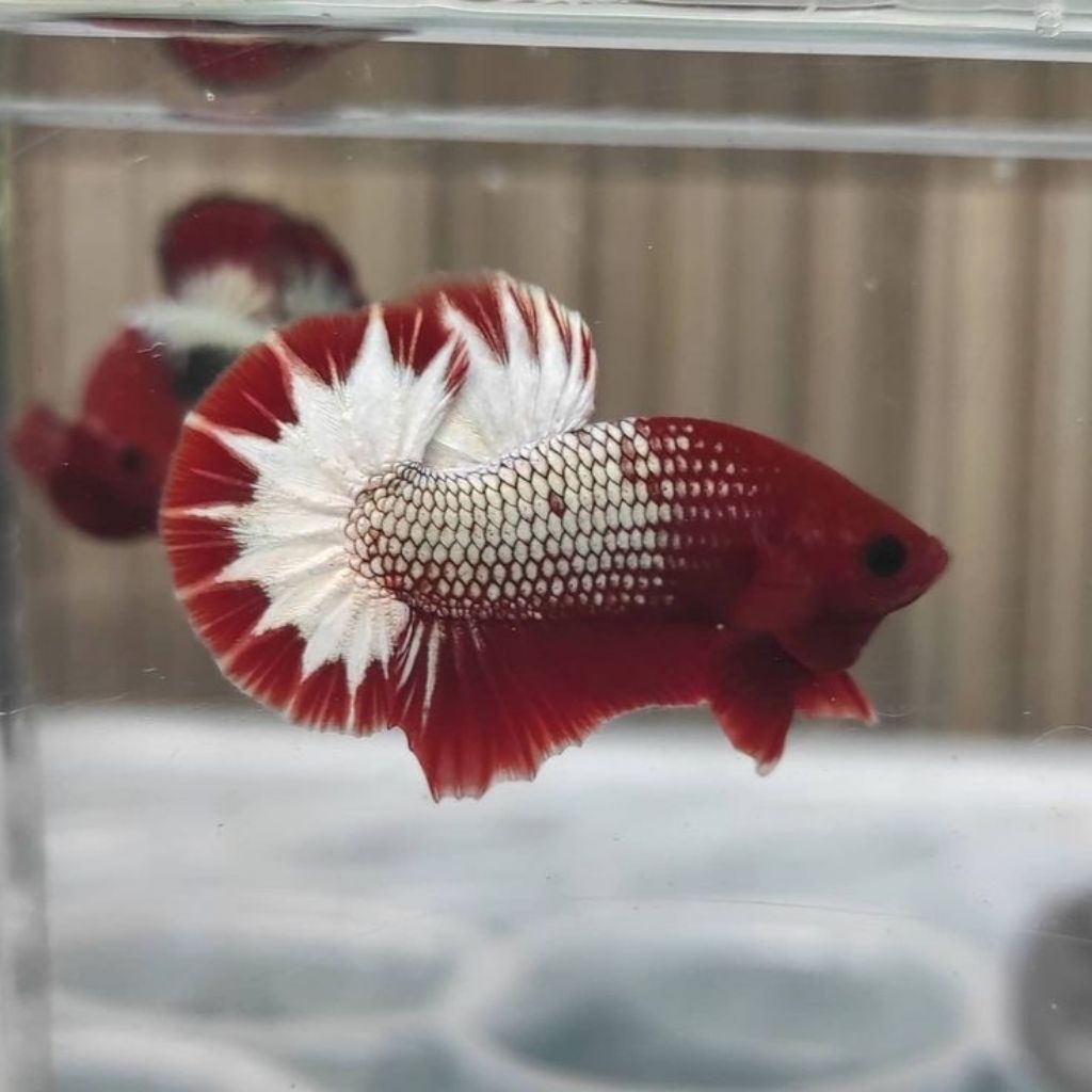 (PROMO) Cupang Plakat FCCP Top Grade A  / Line Thailand Startail