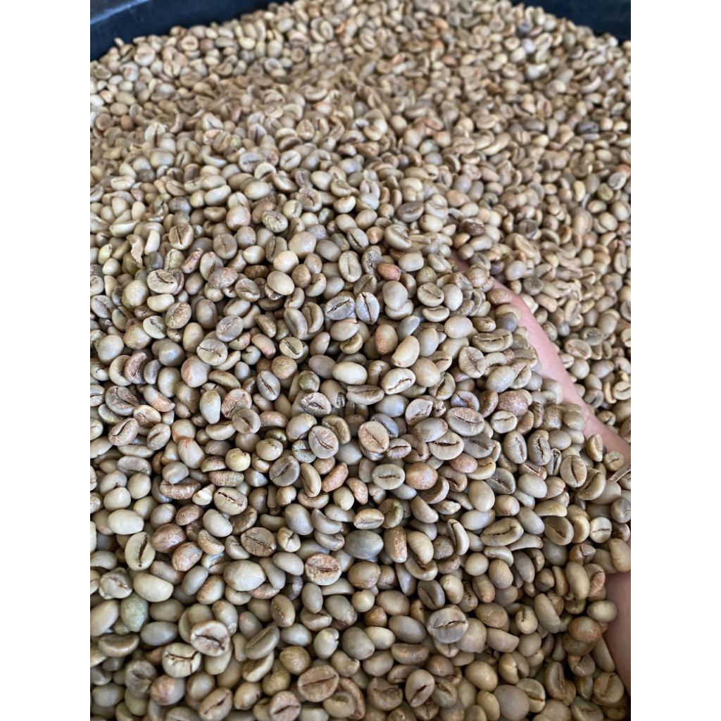 

ROBUSTA DAMPIT Green Bean Asalan