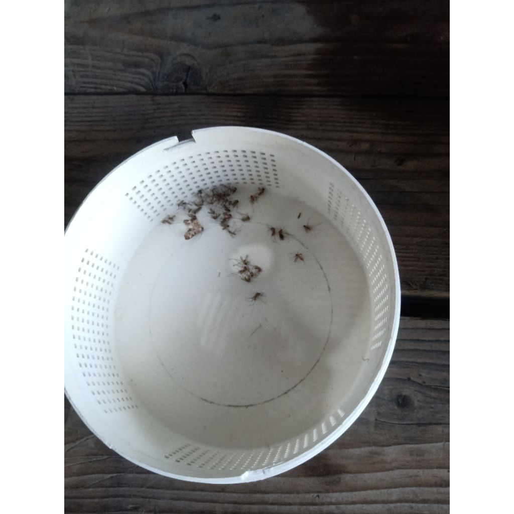 mosquito trap led uv portoti