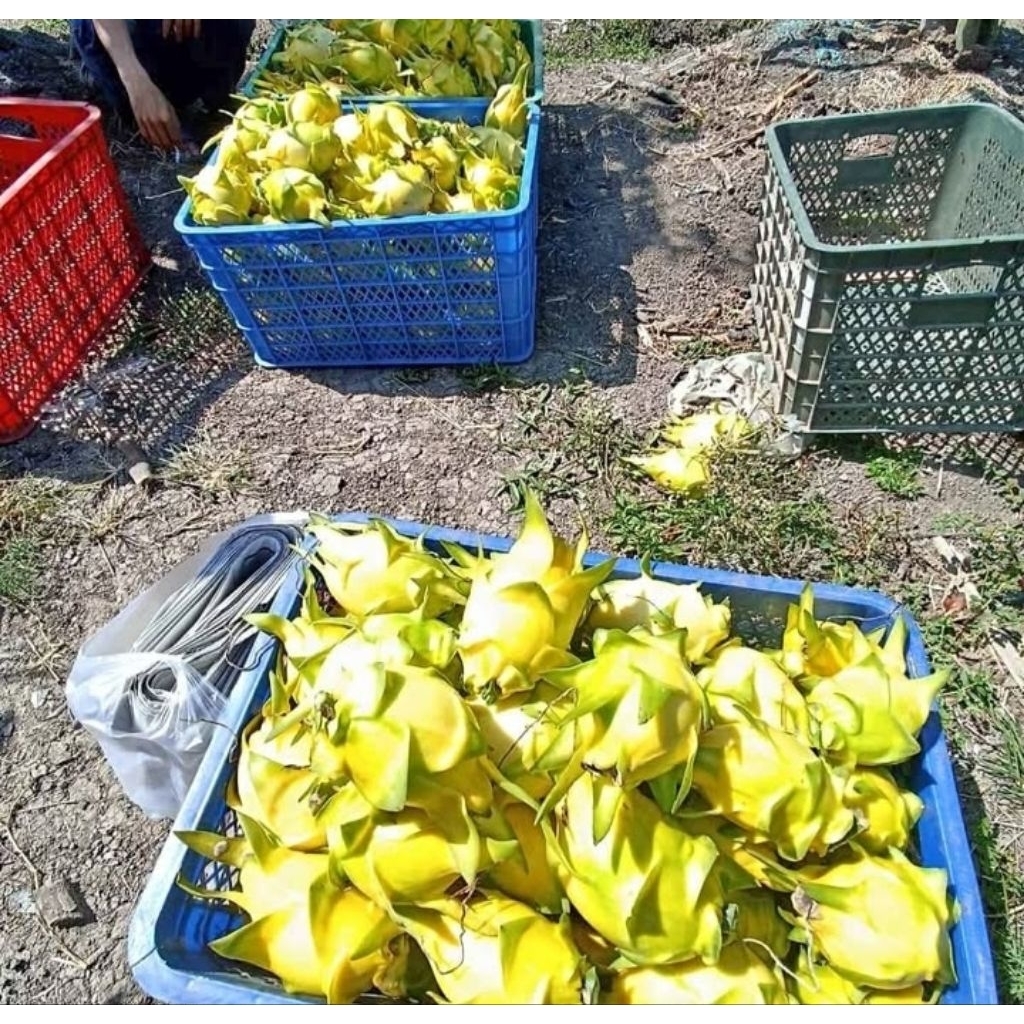 

buah naga kuning 1 kg