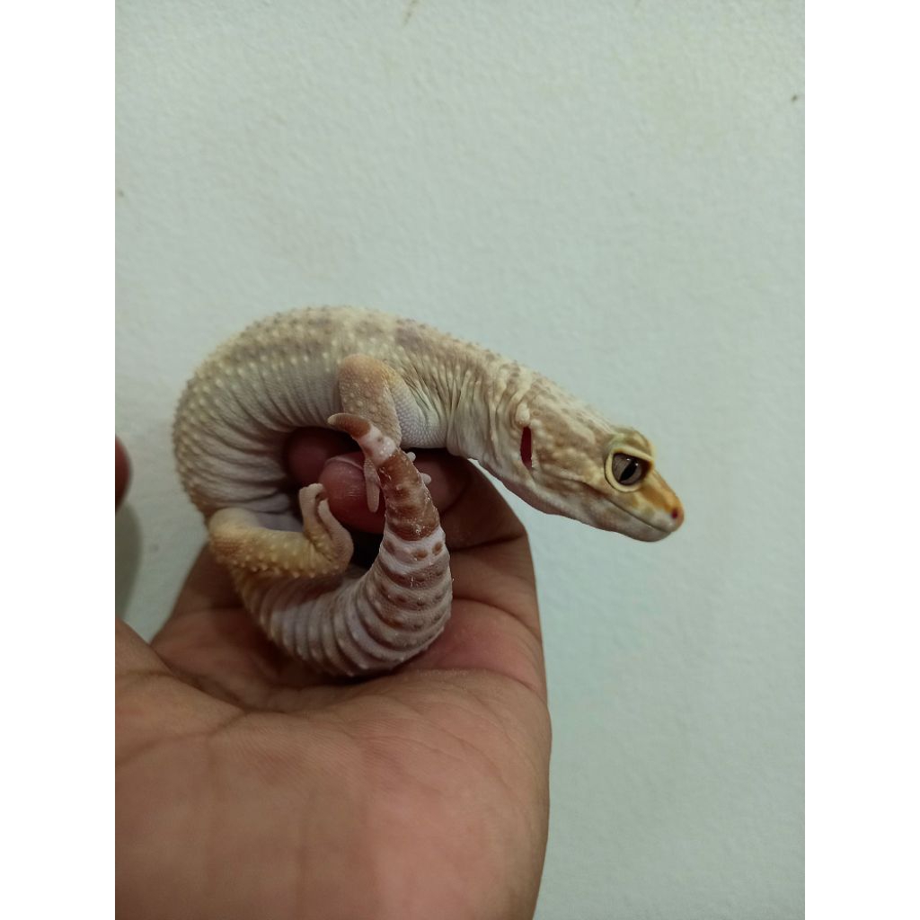 tokek gurun gecko 20cm