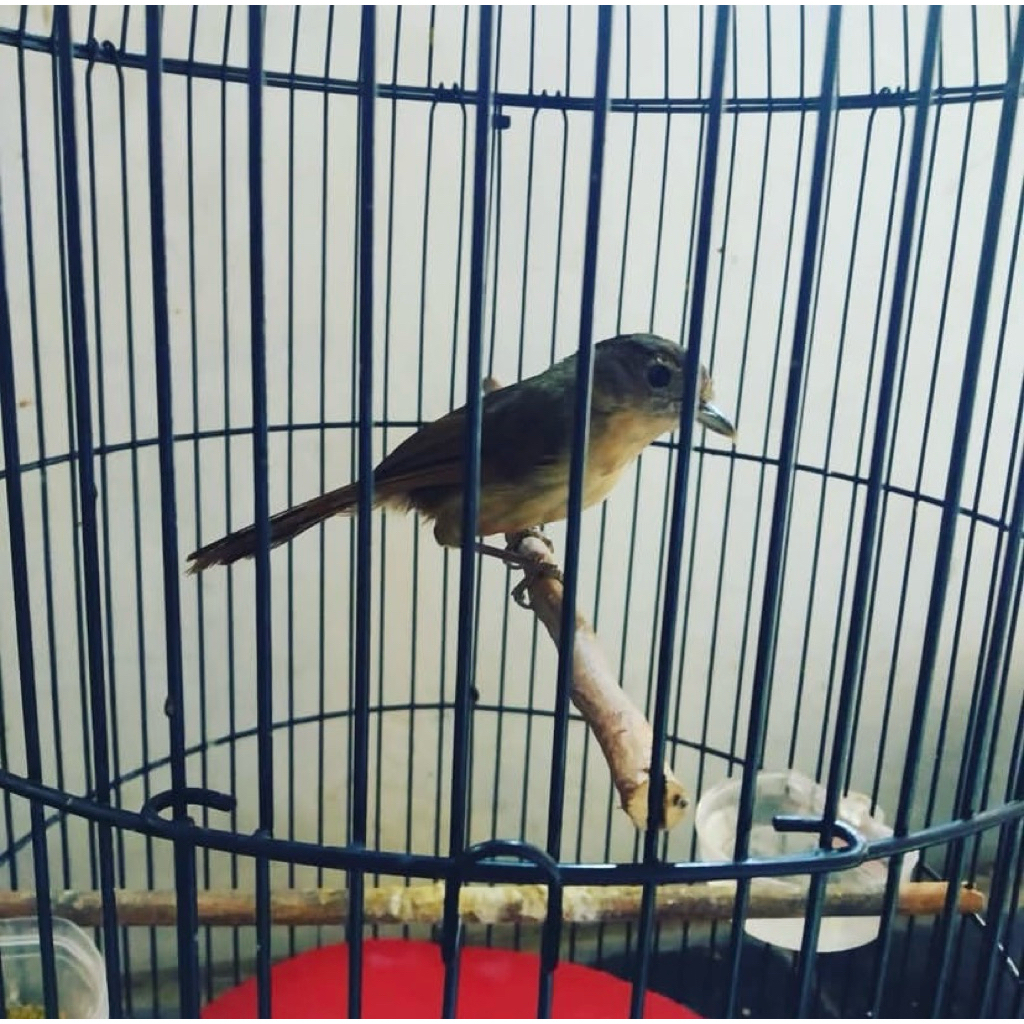 Burung flamboyan jantan rawatan mastering