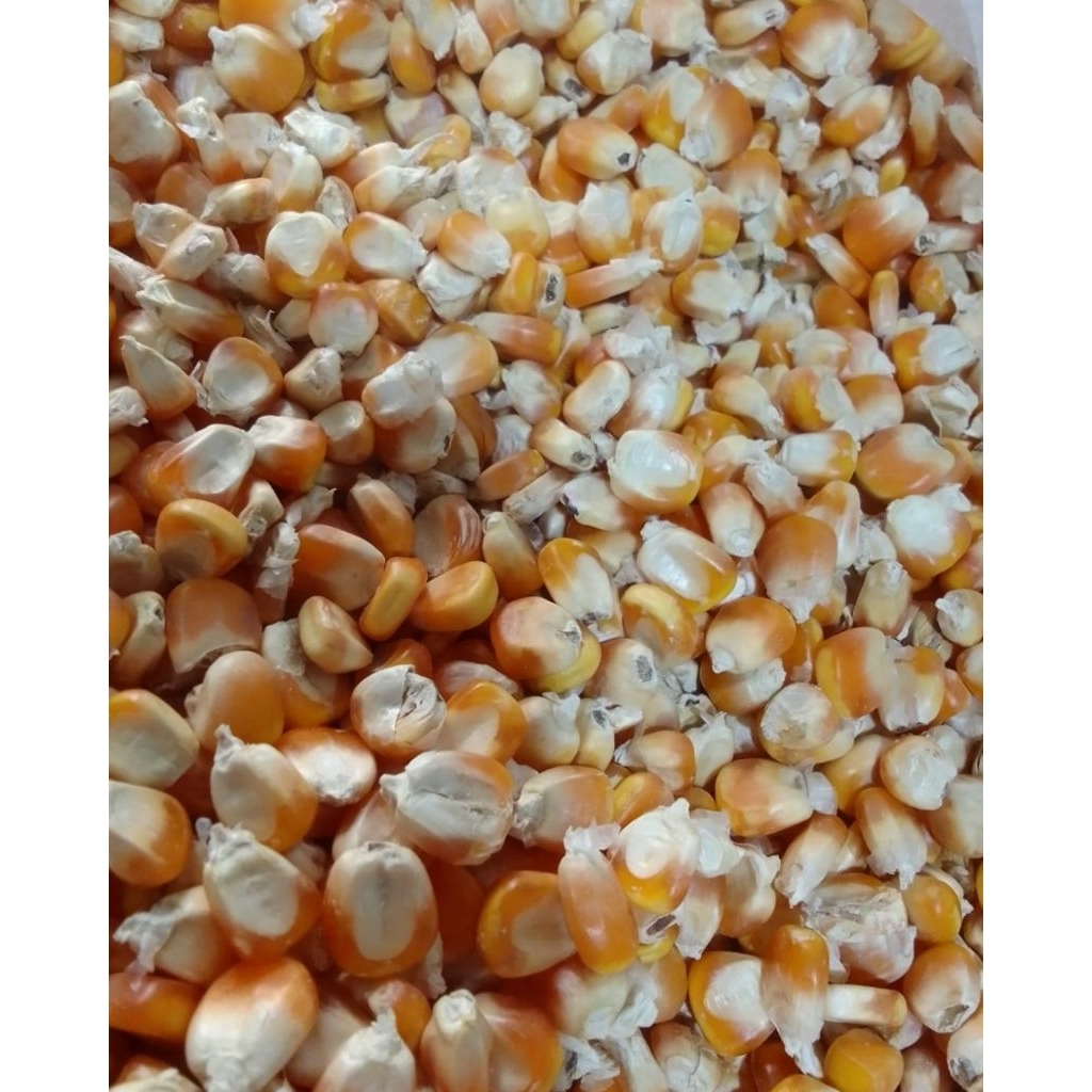 

jagung Hibrida untuk merpati kemasan 5Kg