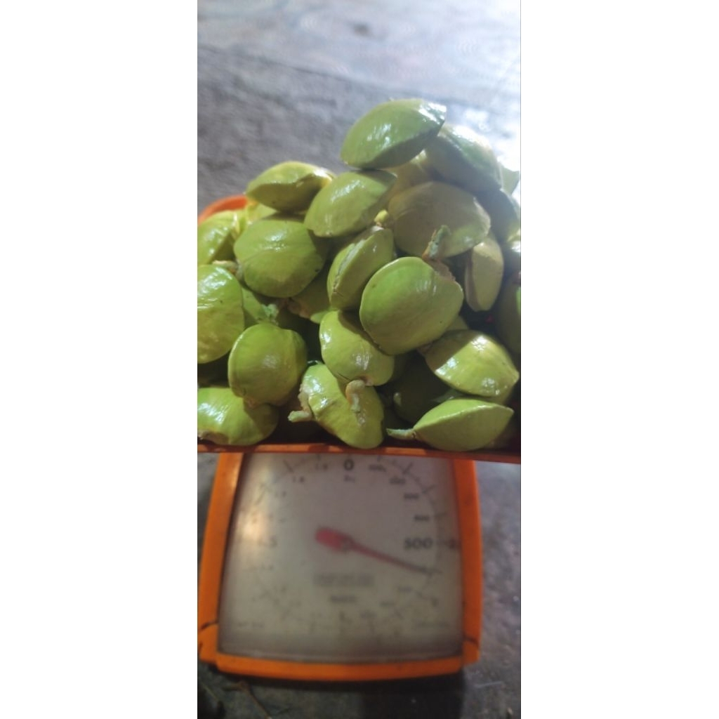 

Jengkol Muda Kupas murah 250gr - 1kg