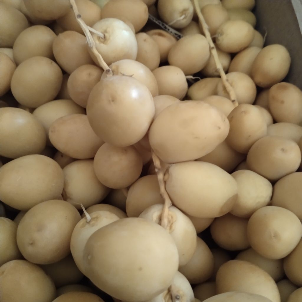 

KURMA MUDA BUAH SEGAR