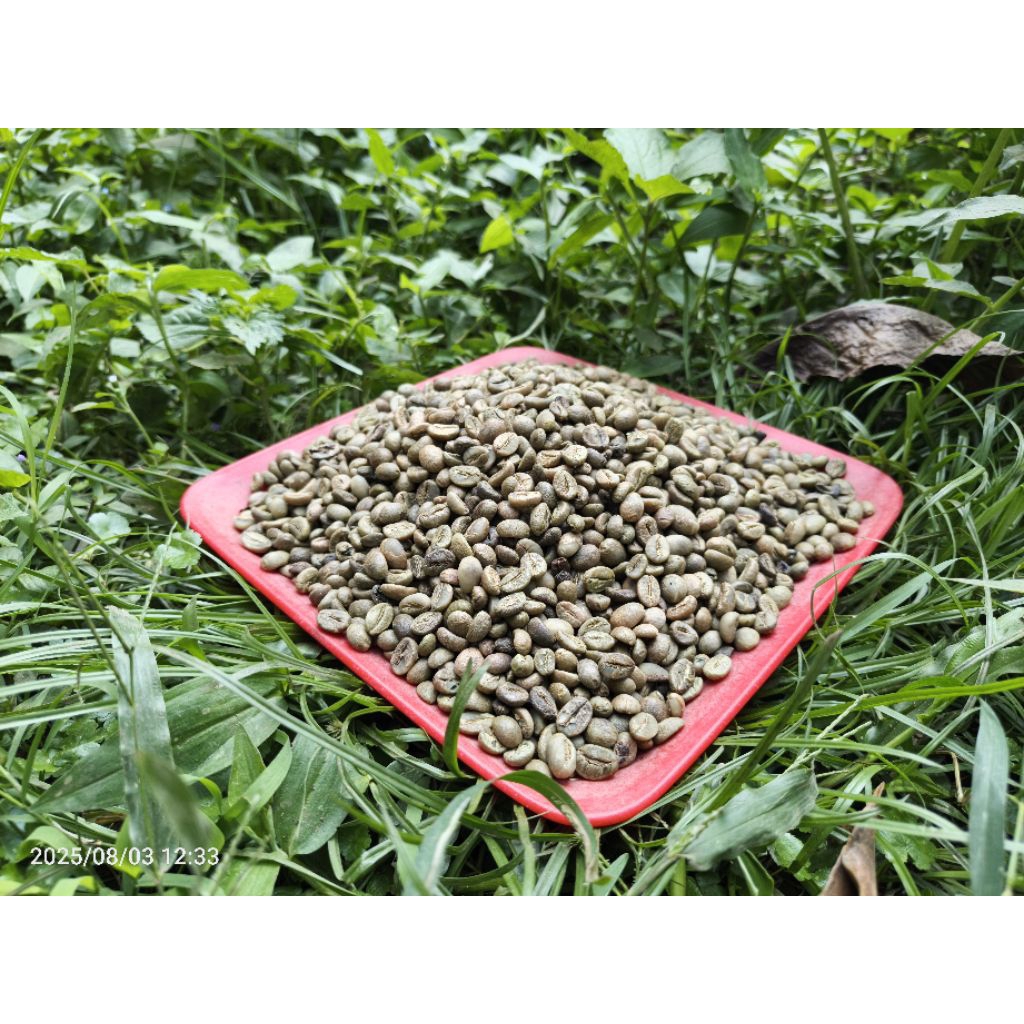 

Kopi robusta Asalan dari Lereng Selelos, rasa kuat, aroma mantap!