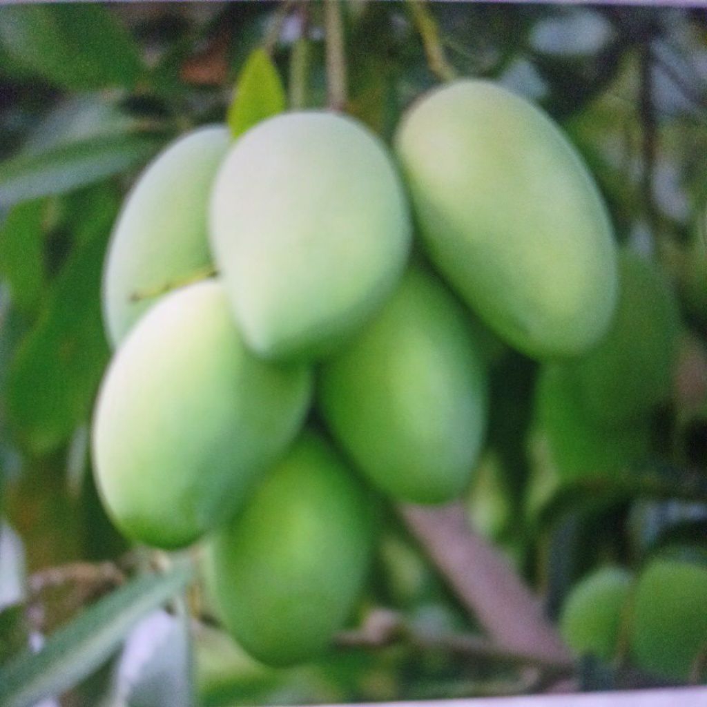 

mangga mantul